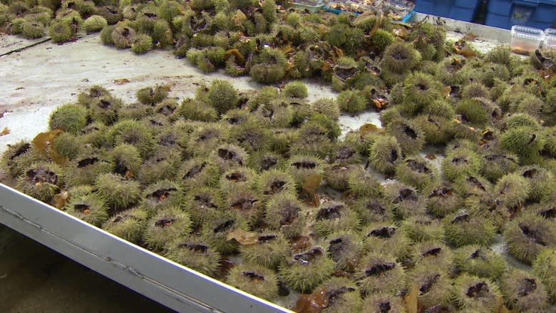 They're green and spiky and could be 'mine of gold' for Newfoundland aquaculture