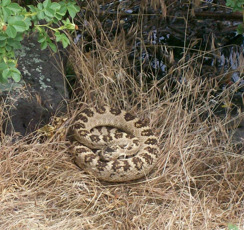 Watch your step: Western rattlesnakes are Washington’s only venomous snake species.