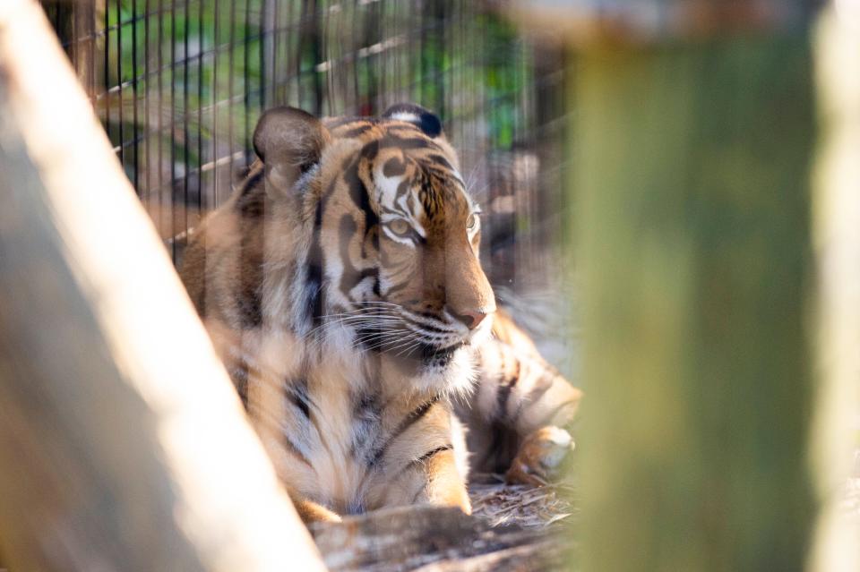 One the Malayan tiger sits in his enclosure on Thursday, May 19, 2022 in Naples, Fla. Naples Zoo will give "One" an official name during a donor-supported auction at the 2022 Zoo Gala on Nov. 17.
