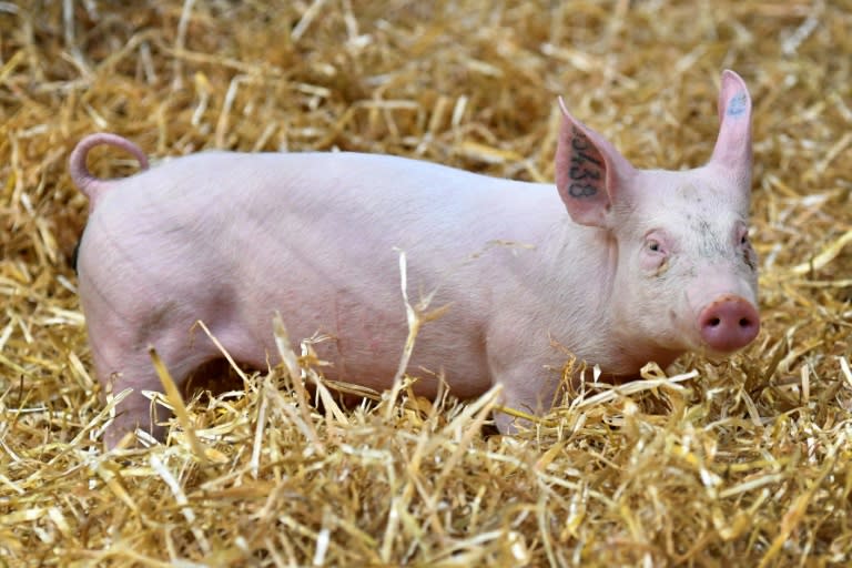 Das Umweltbundesamt (UBA) hat sich für weniger Nutztiere in Deutschland sowie eine höhere Mehrwertsteuer auf Fleisch ausgesprochen. "Wirksamer Klimaschutz in der Landwirtschaft ist ohne eine schrittweise Reduzierung der Tierzahlen nicht möglich." (GERARD JULIEN)