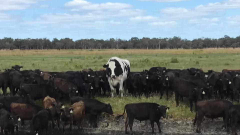來自澳洲的「短褲」差8公分就成為歷史最大的牛。（圖／翻攝自《BBC》）
