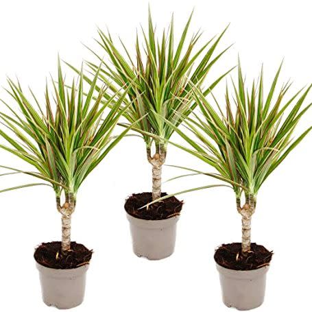 Dracaena marginata Dragon tree how to grow care for indoor plants tricks tips to keep houseplants healthy alive uk 2022 