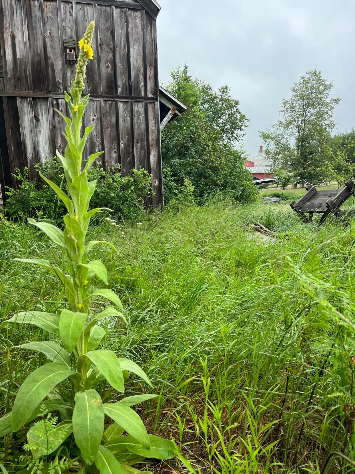 Mullein offers a variety of benefits to local wildlife- the spikey flowers are attractive to pollinating insects and seed-eating birds, and its huge fuzzy basal leaves provide shelter for small insects in the winter.