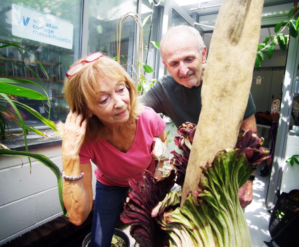 Ellen & Kevin Downing, of Attleboro, get close to the corpse flower at Wheaton College in Norton on Sunday, July 23, 2023, to get a sniff of the malodorous aroma that the plant is known for.