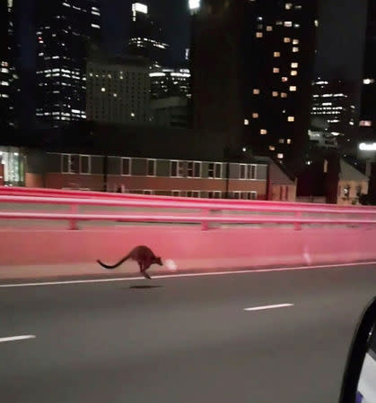 A supplied video screenshot obtained January 16, 2018 of a wallaby on the Sydney Harbour Bridge in Sydney, Australia. AAP/NSW Police/via REUTERS