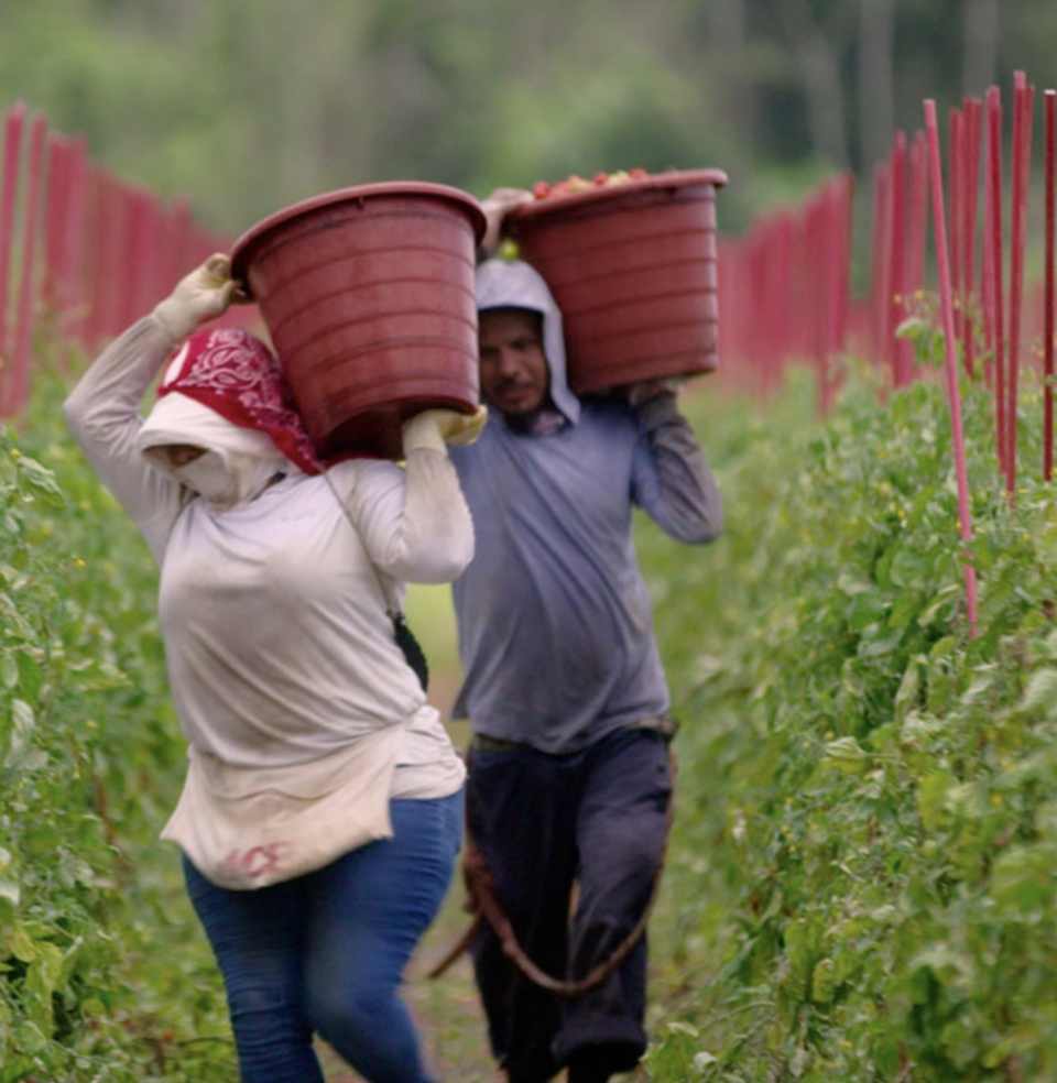 Tomato harvesters in 'Food, Inc. 2'