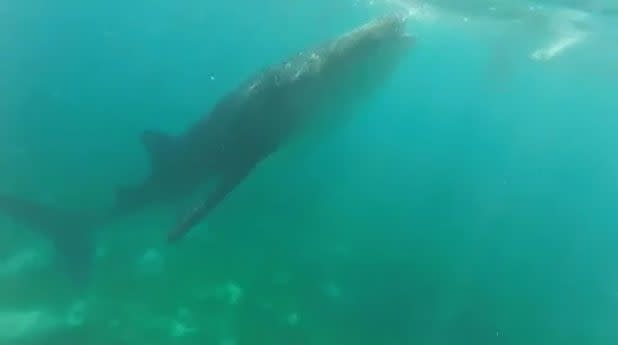 A snorkeler is confronted by a whale shark while swimming in the Philippines. Source: Jukin Media