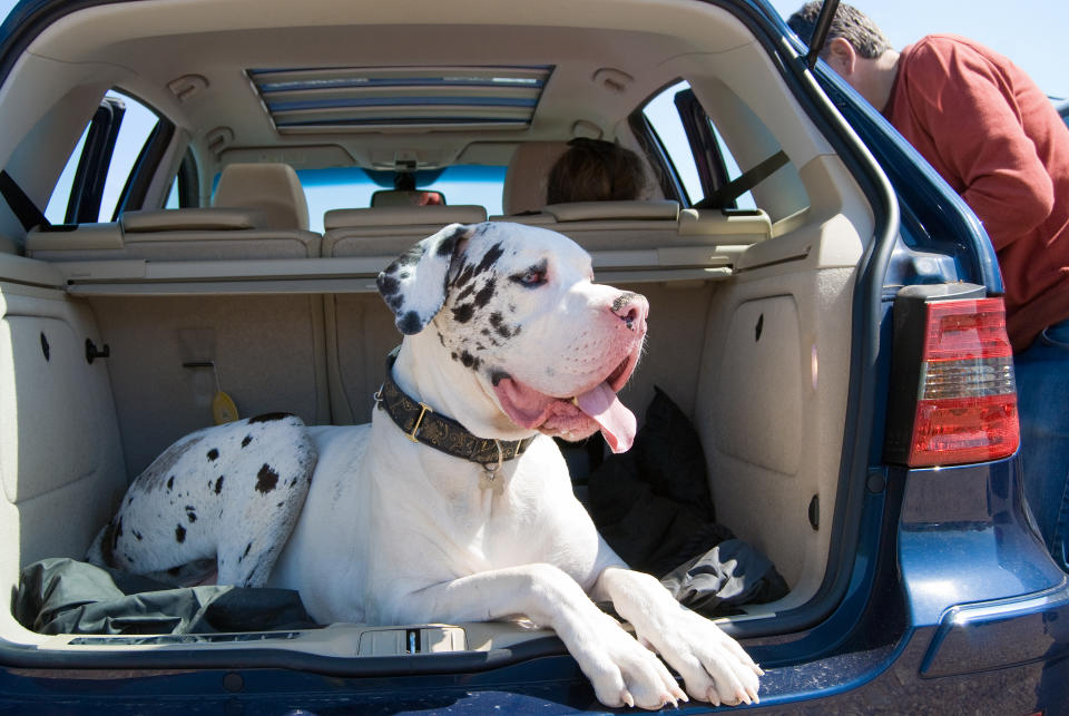 Sicherheit für Mensch und Tier: Hunde sollten im Auto mit einem speziellen System gesichert werden.