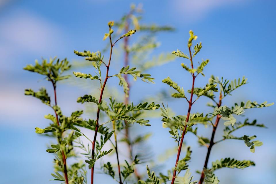 A close up of a Honey Mesquite plant against a blue sky.