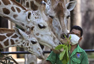 A keeper wearing protective face mask feeds giraffes at Ragunan Zoo prior to its reopening this weekend after weeks of closure due to the large-scale restrictions imposed to help curb the new coronavirus outbreak, in Jakarta, Indonesia, Wednesday, June 17, 2020. As Indonesia's overall virus caseload continues to rise, the capital city has moved to restore normalcy by lifting some restrictions, saying that the spread of the virus in the city of 11 million has slowed after peaking in mid-April.(AP Photo/Dita Alangkara)