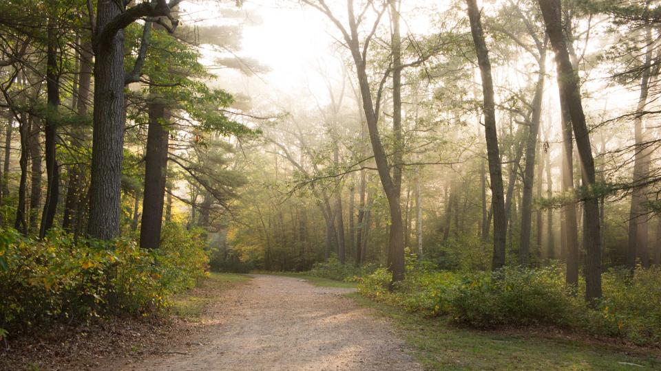 Footpath on a foggy autumn morning - Image.