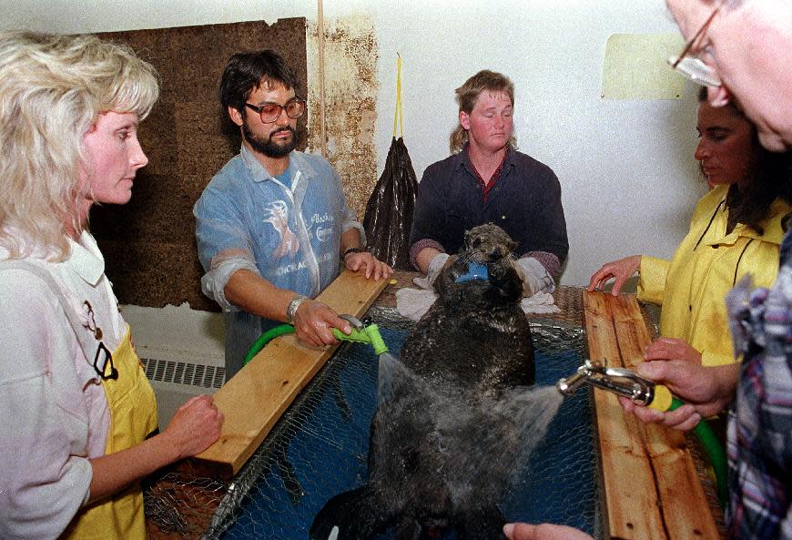 FILE - In this April 18, 1989 file photo, a rescued sea otter is restrained and washed by workers at a local animal facility after five of the oil covered mammals were captured in the fouled waters of Prince William Sound, Alaska. The list of animals injured and killed from the spill of the oil tanker Exxon Valdez includes sea otters, deer, eagles, owls and a host of other water fowl gathered up by rescue workers. Nearly 25 years after the Exxon Valdez oil spill off the coast of Alaska, some damage heals, some effects linger in Prince William Sound. (AP Photo/John Gaps III, File)