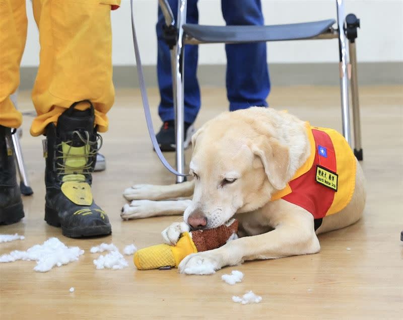 搜救犬Roger對陳其邁送的玩具「愛不釋口」，一下就咬換了。