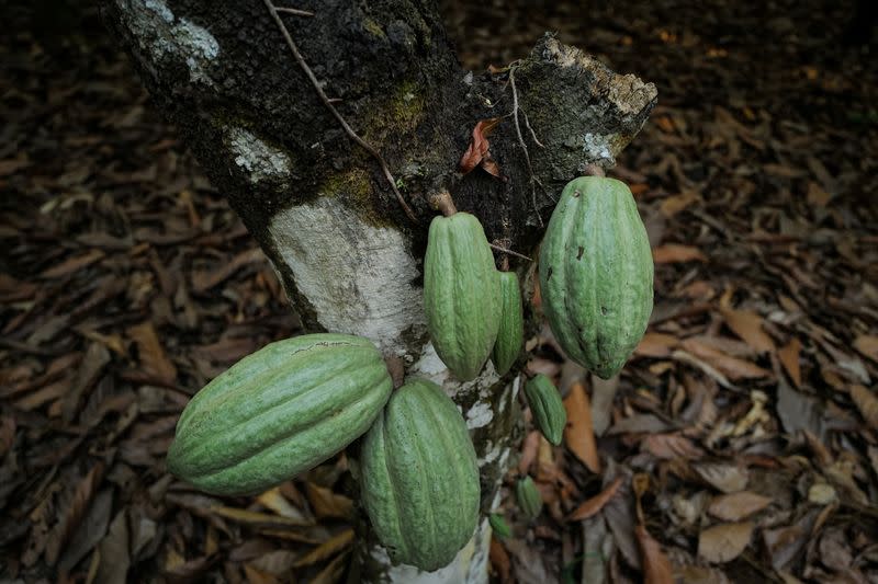 The Wider Image: Chocolate prices to keep rising as West Africa's cocoa crisis deepens