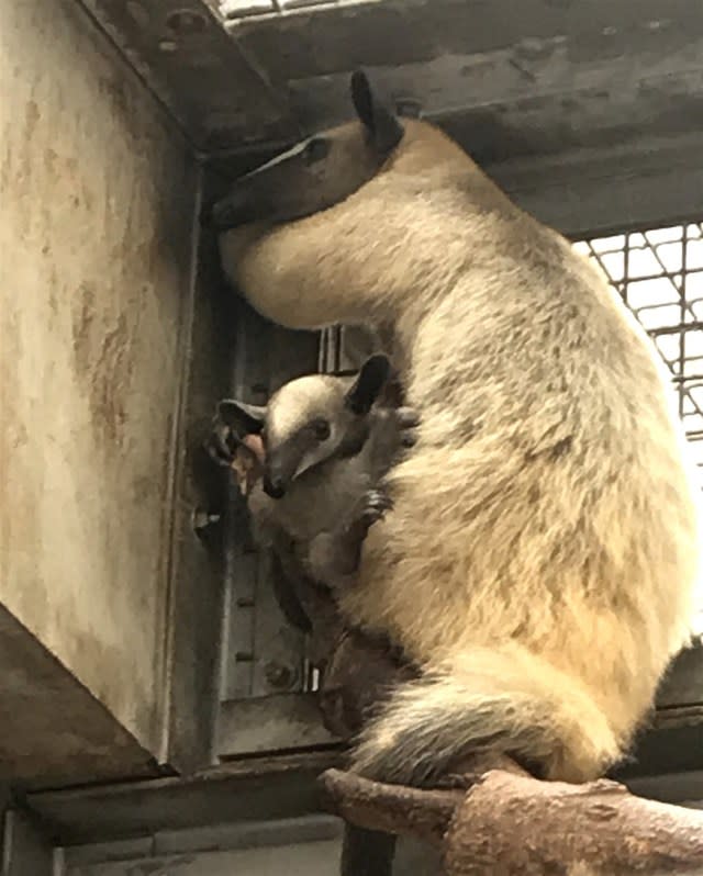 小食蟻獸小紅和寶寶。(動物園提供)