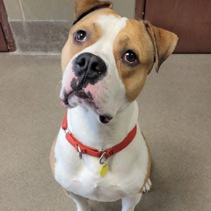 Cash has been searching for a home since his arrival at the Wisconsin Humane Society in August, 2023. He'll turn four this December and is looking for a family to celebrate with.