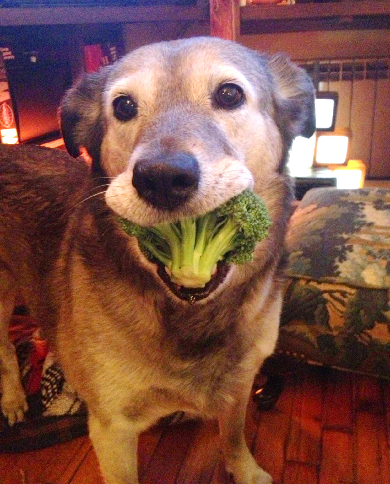 dog loves broccoli