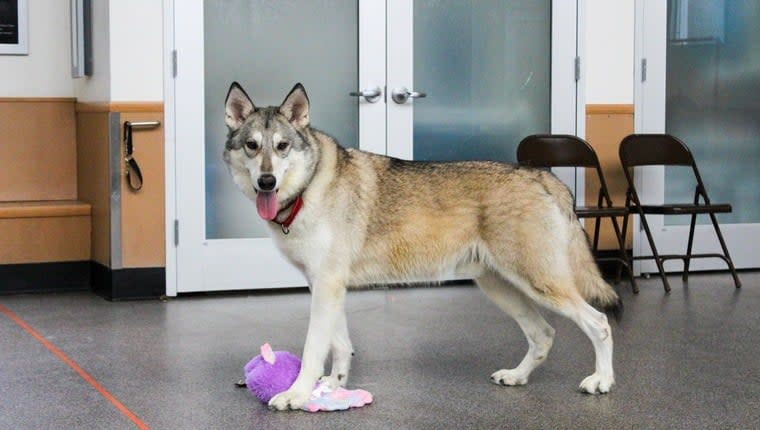 Animal Shelter Looking for Forever Home for “Part-Wolf” Dog