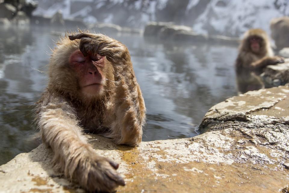 A Japanese Macaque bathing in a hot spring in Nagano, Japan.