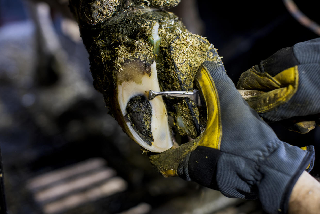 Nate Ranallo, a bovine podiatrist, works at a dairy farm in Chaseburg, Wis., on June 4, 2024. (Narayan Mahon/The New York Times)