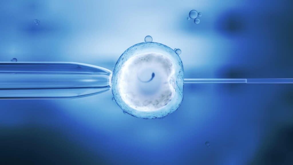 microscopic view of in-vitro fertilization