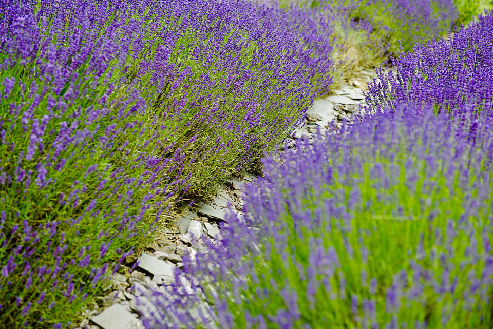 <p> For paths that aren't used as often, try adding low-growing herbs such as thyme or wild chamomile. Tuck the plants in-between slate, stones or slabs for a rustic, cottage-garden style look, which will release a beautiful fragrance as you pass by. </p> <p> Don't forget about lavender, too, which looks lovely as an edging plant. It will add a welcome splash of color along with its relaxing scent. </p>