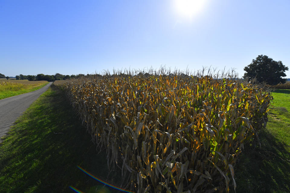 A 1,551-acre field, seen Monday, Sept. 27, 2021, will become the site of of a joint venture with Ford Motor Company and SK Innovation to create the $5.8 billion BlueOvalSK Battery Park in Glendale, Ky. The dedicated battery manufacturing complex will be creating 5,000 jobs, and is intended to supply Ford's North American assembly plants with locally assembled batteries. (AP Photo/Timothy D. Easley)