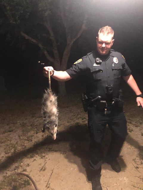 Officer Matthew Mills, pictured on April 8, 2019, rescuing an opossum, has been with Cape Coral police since 2007 and was probed in a separate 2015 fatal officer-involved shooting.