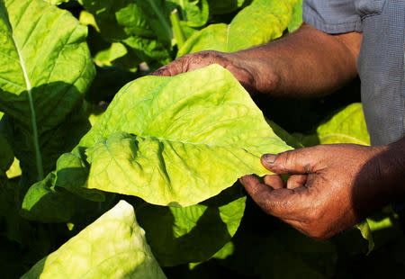 FILE PHOTO: Lester "Buddy" Stroud, a farm hand at Shelley Farms, checks over a field of tobacco ready to be harvested in the Pleasant View community of Horry County, South Carolina, U.S., July 26, 2013. REUTERS/Randall Hill/File Photo