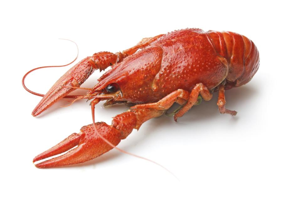 Ready for spring? It's time for Louisiana delicacy, crawfish.