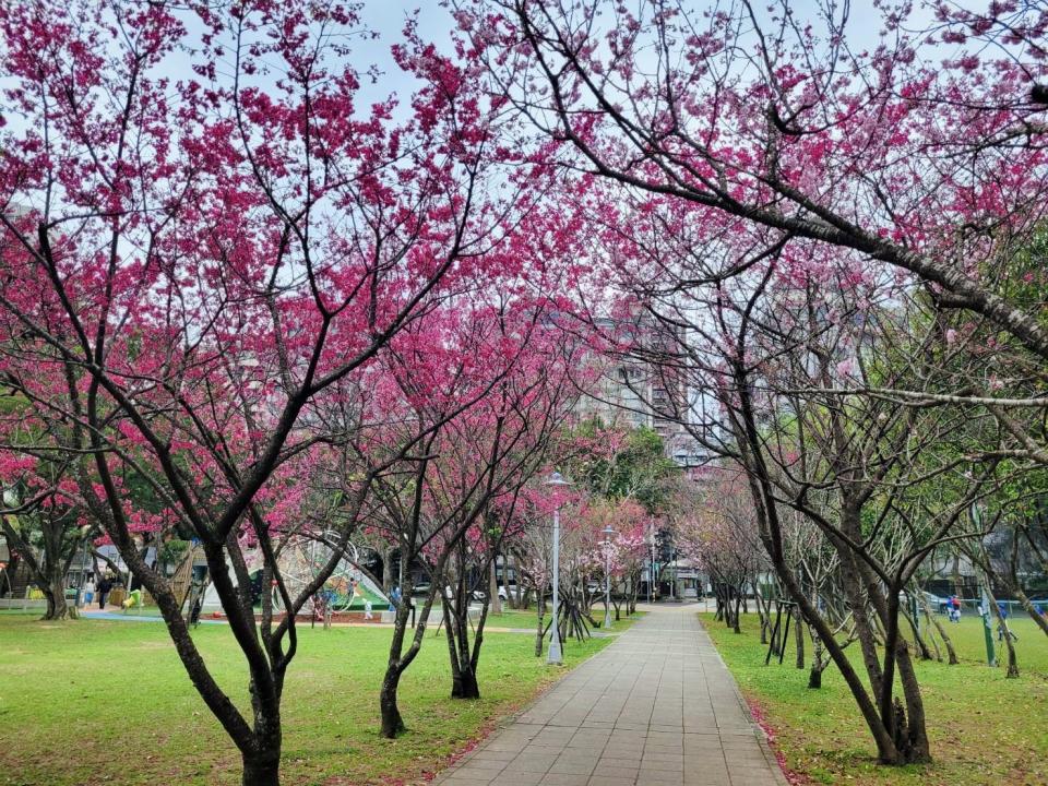 林口小熊公園櫻花大道。   圖：新北市景觀處提供