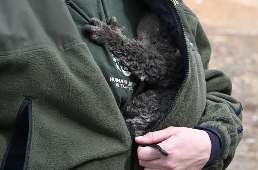 Koalas on Australia's Kangaroo Island have been hit hard by the bushfires