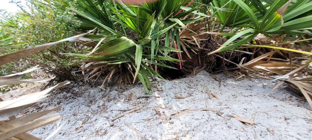 One of two gopher tortoise burrows located on a quarter-acre lot on Munsing Terrace in North Port. The Environmental Conservancy of North Port recently closed on purchase of the property, which will be preserved as gopher tortoise habitat.