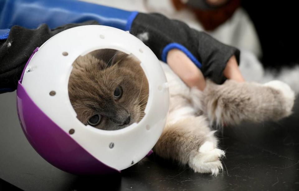 BMO is fitted with a protective fitted headgear while he is groomed at Fancy Felines, a cats-only grooming salon.