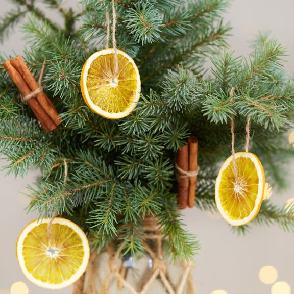  Evergreen boughs in a vase decorated with orange slices and cinnamon sticks. 