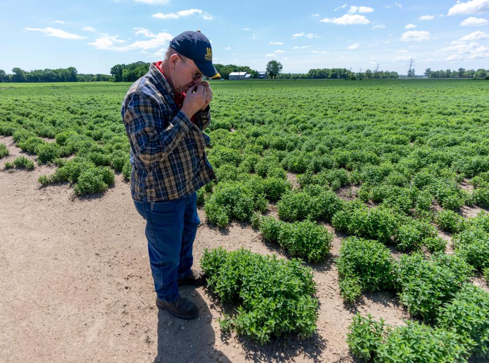 Third-generation mint farmer Randy Matthys, in South Bend, Thursday, June 2, 2022, at Shady Lane Farm, which grows spearmint and peppermint that ends up as oil for various products. 