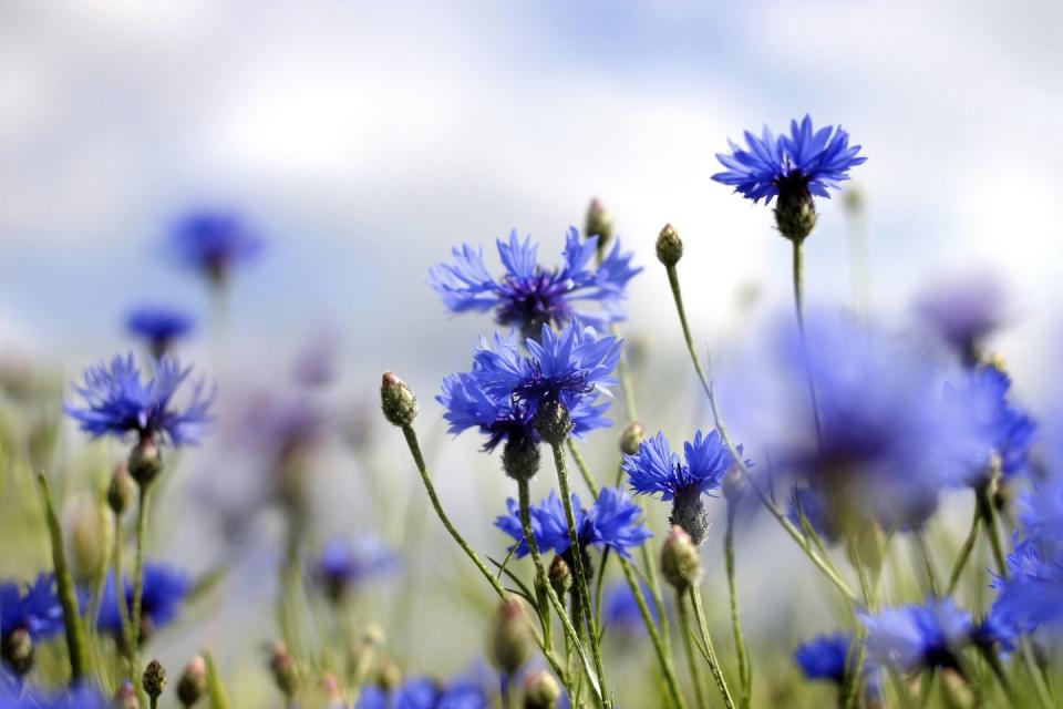 9) Cornflower