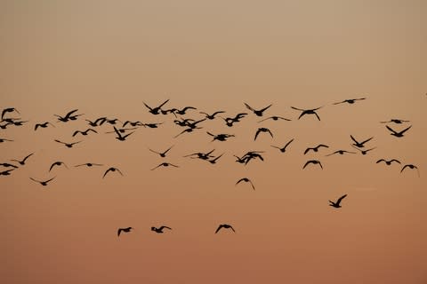 Brent geese on the move - Credit: Getty