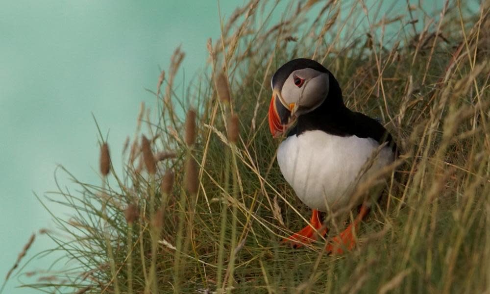 <span>Photograph: Watters Wildlife Photography/Alamy</span>