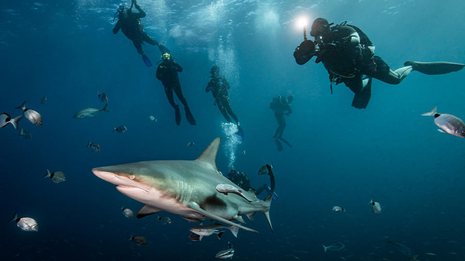 Scuba divers encounter with large Oceanic Blacktip Shark , Aliwal Shoal, South Africa