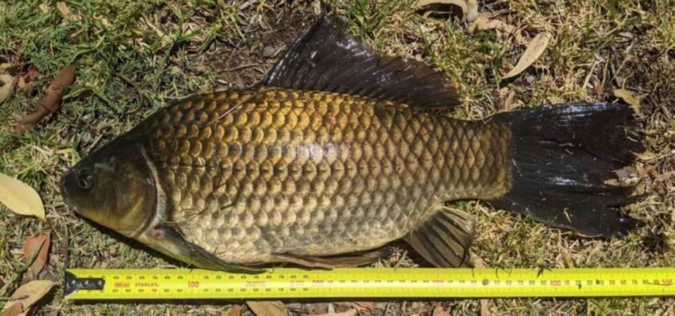 La captura del pez dorado medía poco más de 20 pulgadas de largo, que es casi dos pulgadas más grande más grande que el anterior récord mundial que se implantó en 2003 en los Países Bajos.