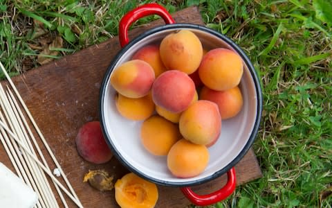 Ripe apricots  - Credit: Christopher Jones