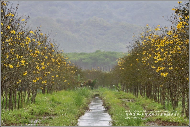 黃花風鈴木(富源國中旁)-2017-03-20.jpg