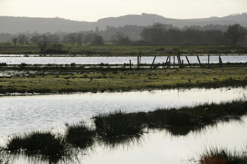 The scheme aimed to establish a new colony at Pulborough Brooks RSPB reserve (Andy Hay)