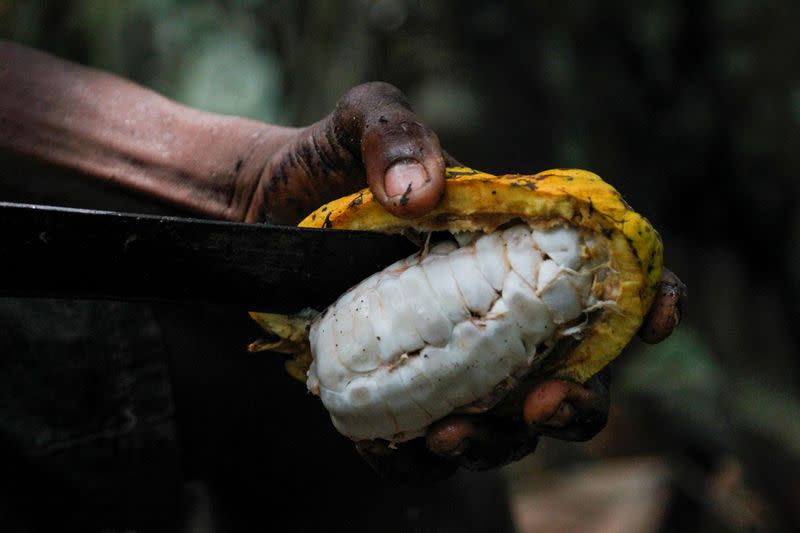 FILE PHOTO: A farmer opens a cocoa pod at a cocoa farm in Azaguie