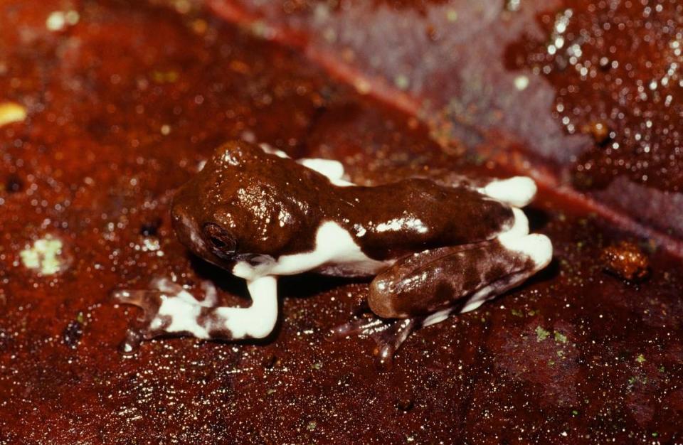 A young crater mountain treehole frog with coloring like bird droppings.