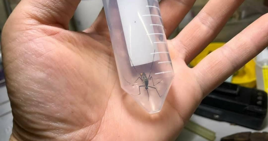 一名網友透露近日看到一隻體型大得嚇人的蚊子。（圖／翻攝臉書「爆廢公社」）