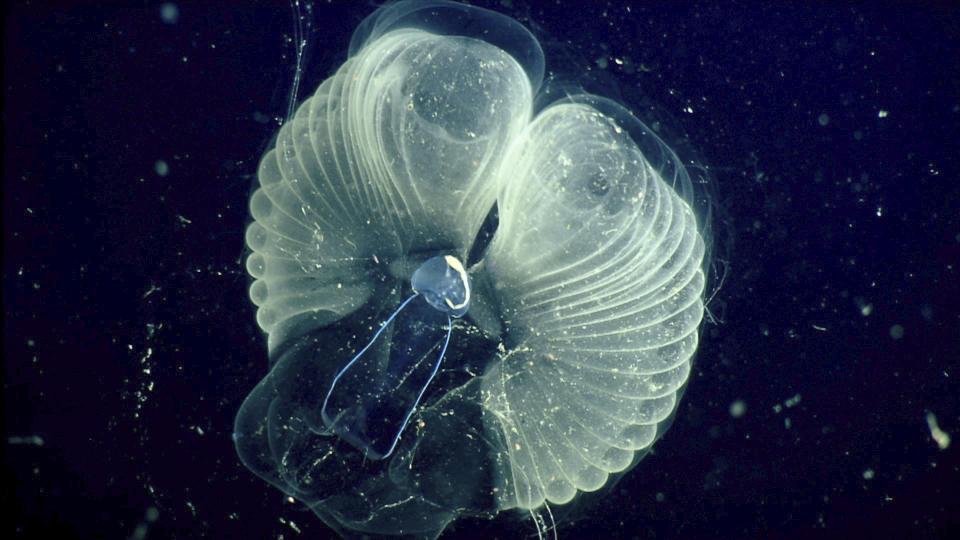 This 2002 photo provided by the Monterrey Bay Aquarium Research Institute shows a close up view of a "giant larvacean" and its "inner house" - a mucus filter that the animal uses to collect food. The creature, usually three to ten centimeters (about one to four inches) in length, builds a huge mucous structure that functions as an elaborate feeding apparatus, guiding food particles into the animal's mouth. When the filters get clogged, the larvacean abandons them. The abandoned filters sink toward the seafloor, and become an important food source for other marine animals. (MBARI via AP)