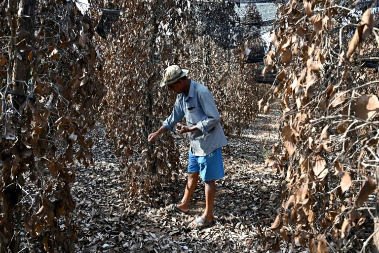 El granjero camboyano Chhim Laem recoge granos de pimienta de plantas muertas en su granja de la provincia de Kampot, el 8 de mayo de 2024 al sur de Camboya (Tang Chhin Sothy)