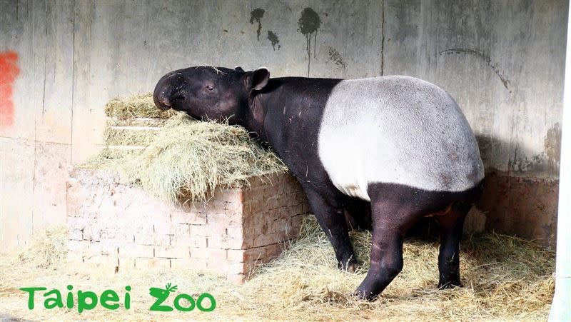7歲9個月大的馬來貘「貘克」過世，臺北市立動物園將舉辦追思會。（圖／台北市立動物園提供）
